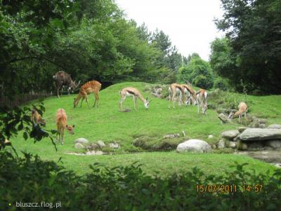 6932176_safarii-w-zoo.jpg